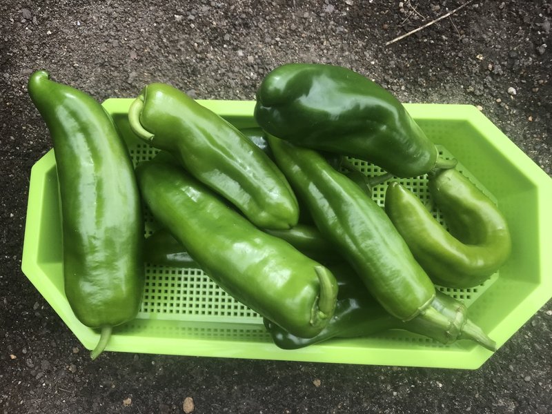 18年 自家採種系のジャンボピーマンの栽培記録まとめ 黒大根くん2 0 Note