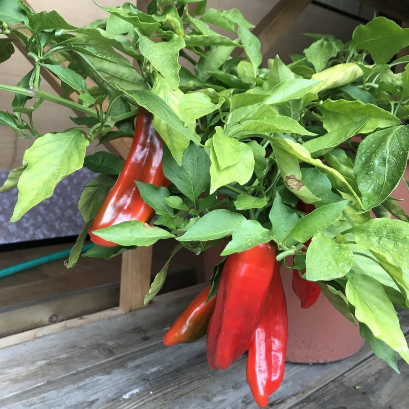 18年 自家採種系のジャンボピーマンの栽培記録まとめ 黒大根くん2 0 Note