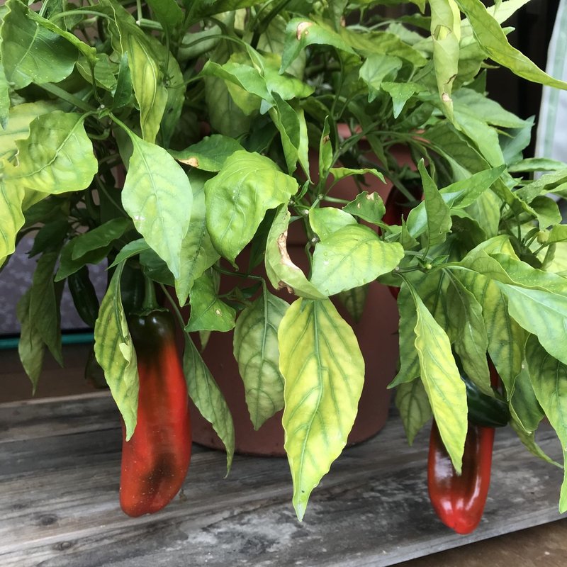 18年 自家採種系のジャンボピーマンの栽培記録まとめ 黒大根くん2 0 Note