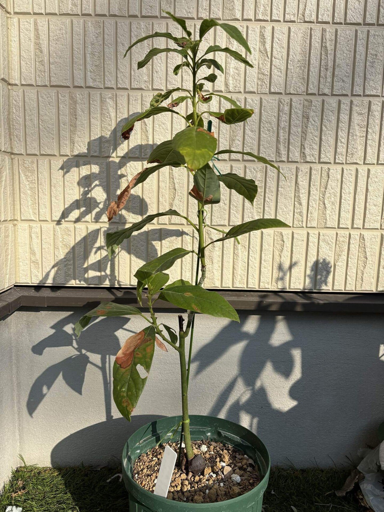 一般人が本気でアボカド栽培に挑戦してみた15[実生苗たちの近況]｜Kei