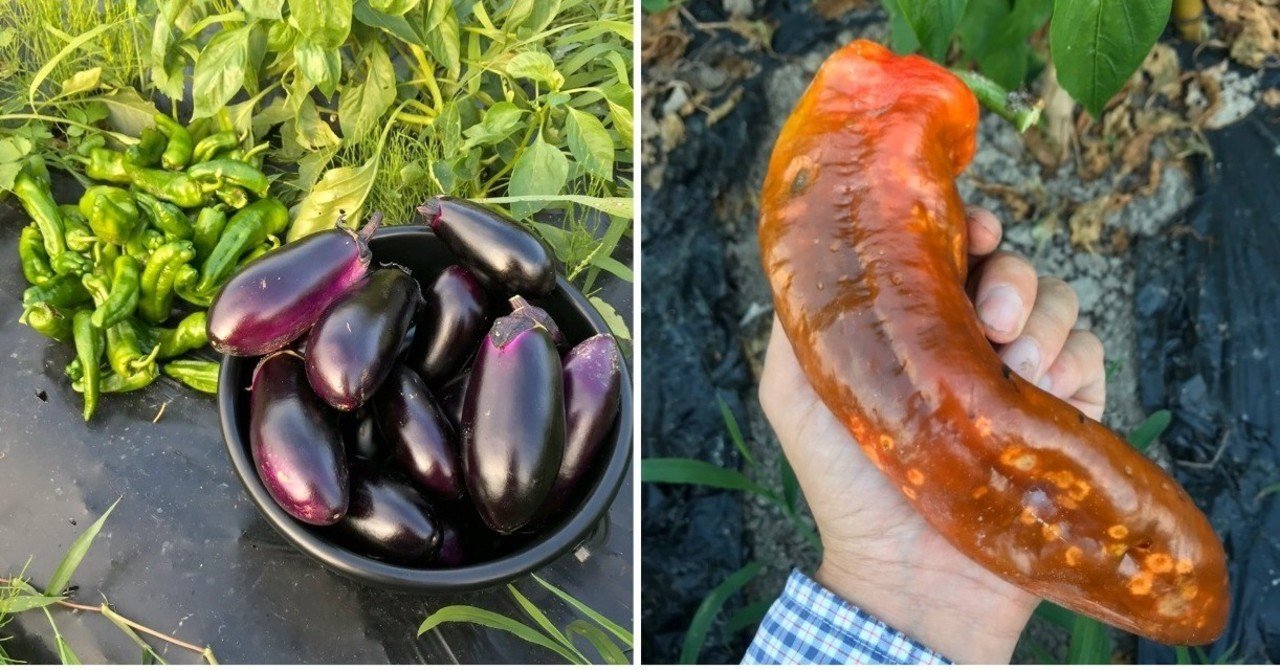 2019年、自家採種系のナスとジャンボピーマンの栽培記録まとめ｜黒大根