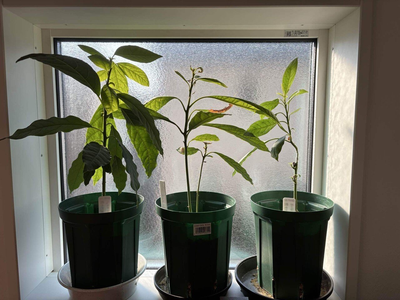 一般人が本気でアボカド栽培に挑戦してみた15[実生苗たちの近況]｜Kei