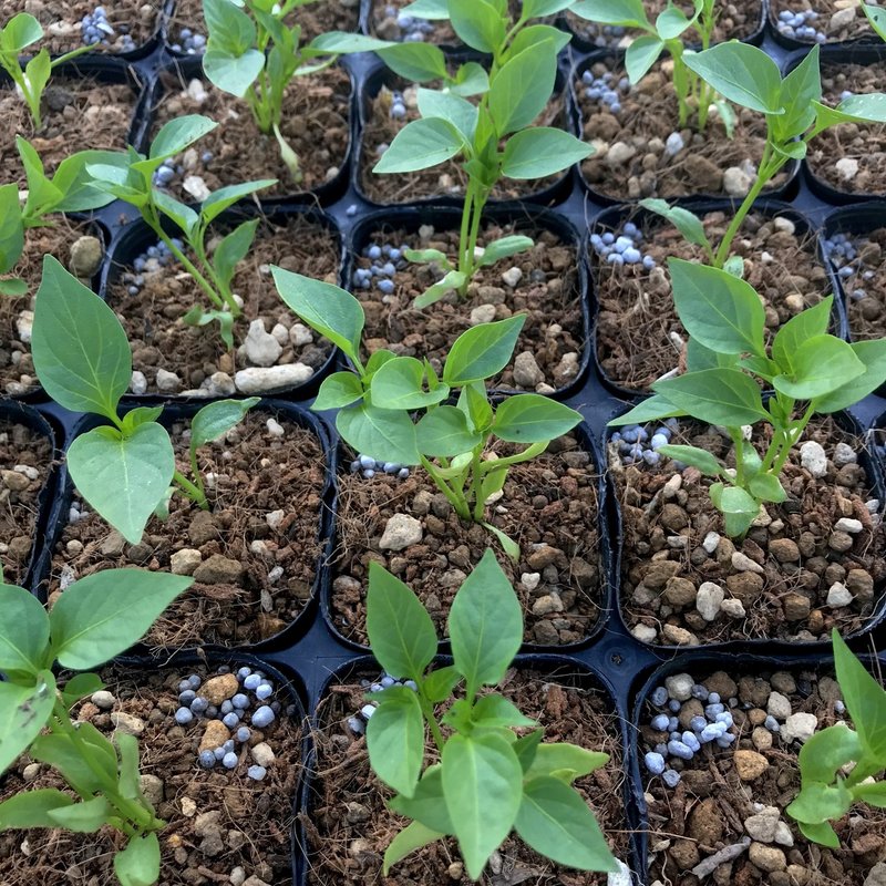 19年 自家採種系のナスとジャンボピーマンの栽培記録まとめ 黒大根くん2 0 Note