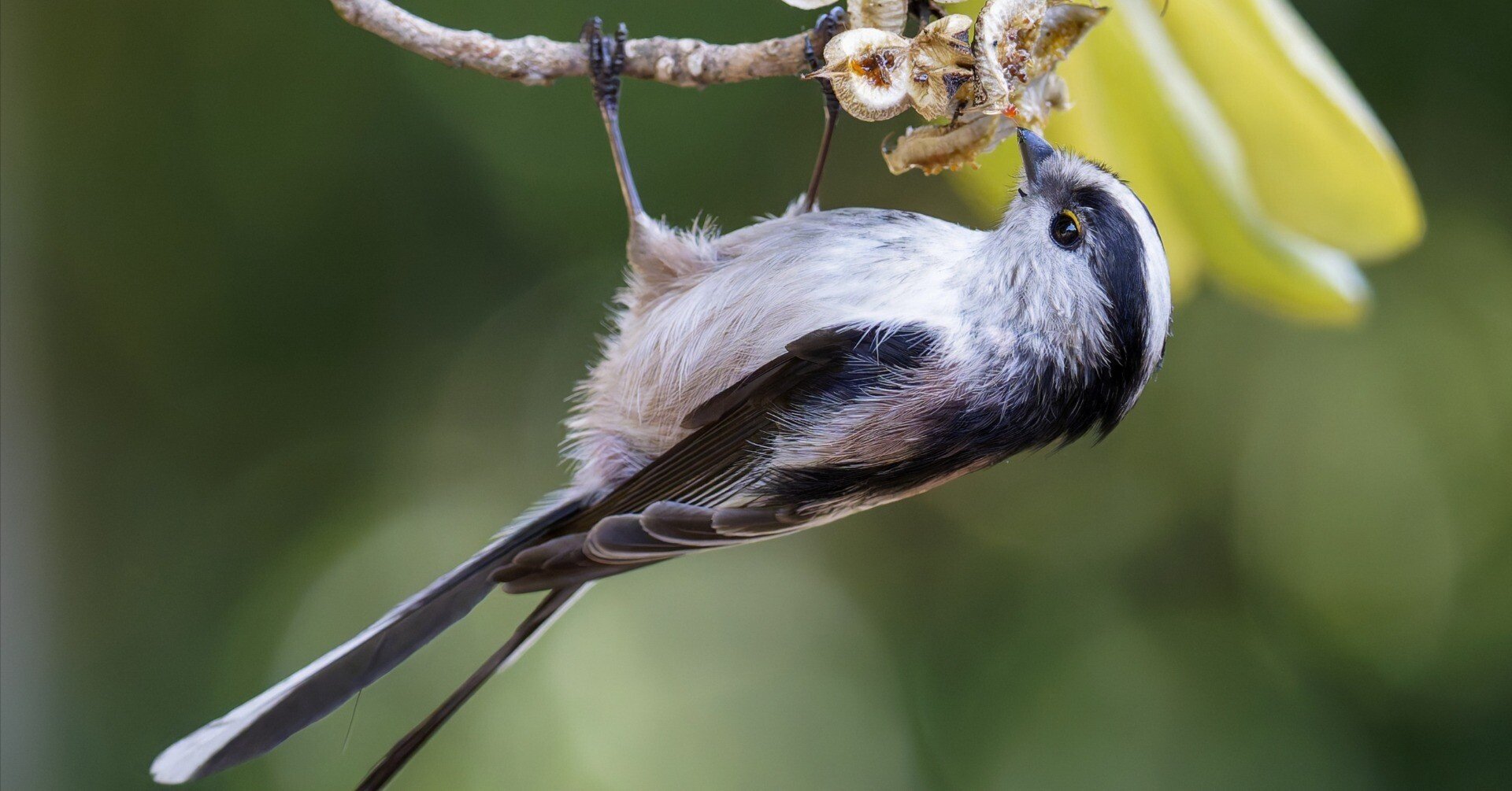 エナカ エナガの採餌｜Miya