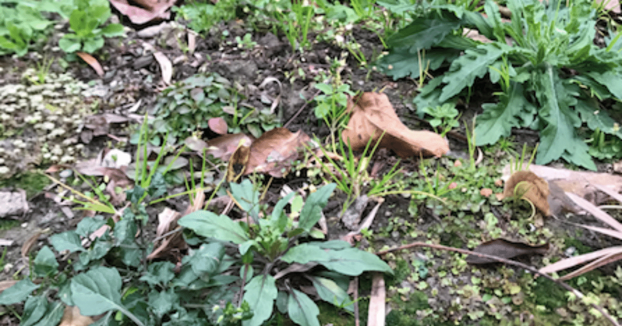 冬の庭の雑草たち｜海辺の山辺の宿