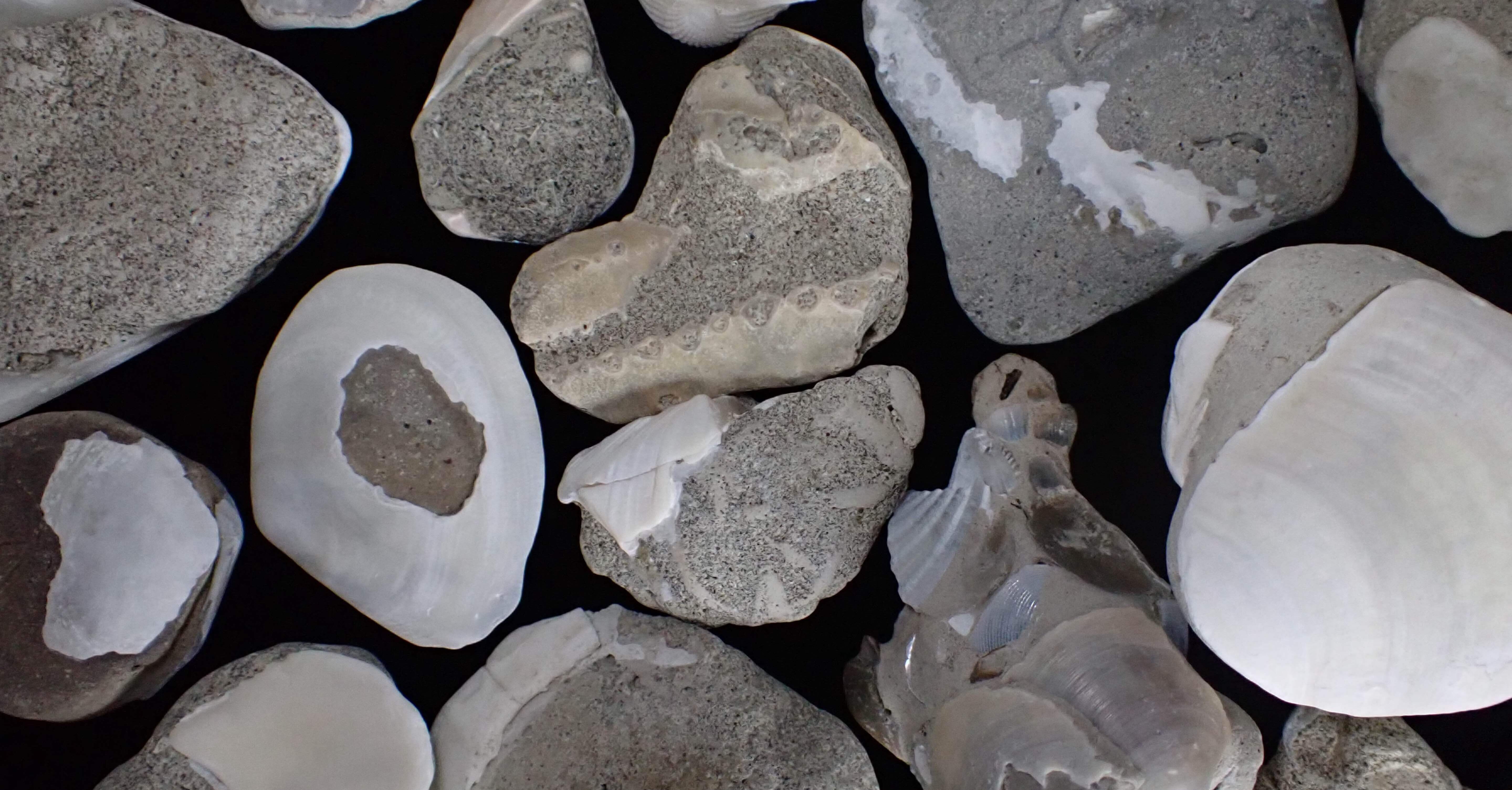 1c466613cc5c7d9b03f4eb35b06dbc