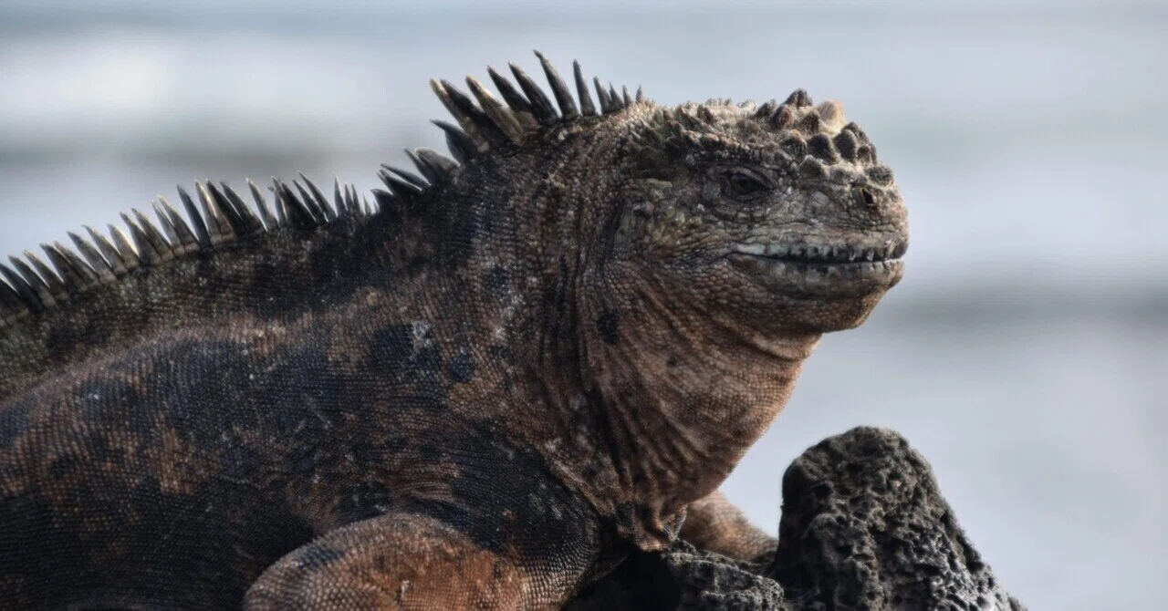 世界一周 day289【ガラパゴス諸島day① キトからサンタクルス島