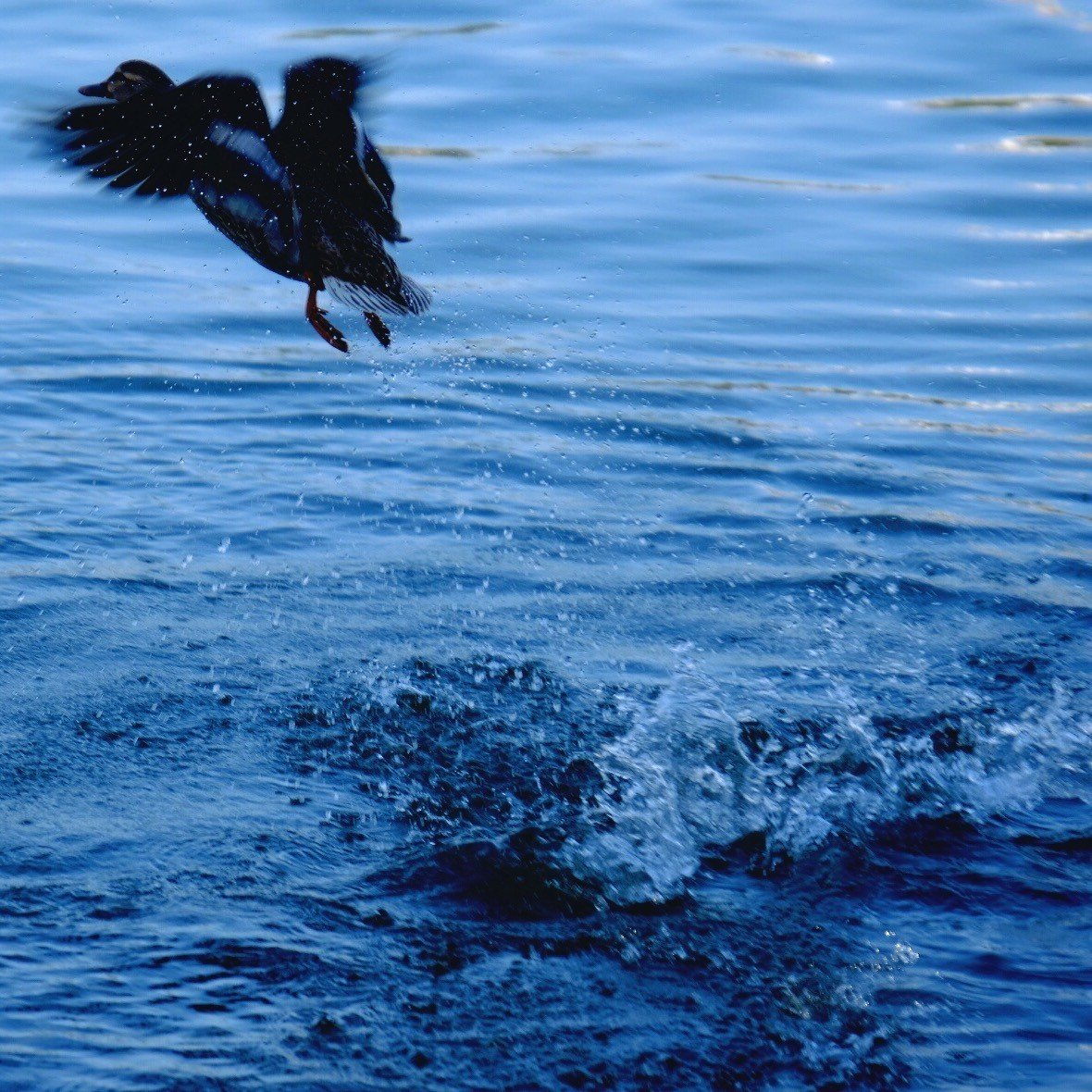 宇宙へ飛び立つ鳥 空腹 Note