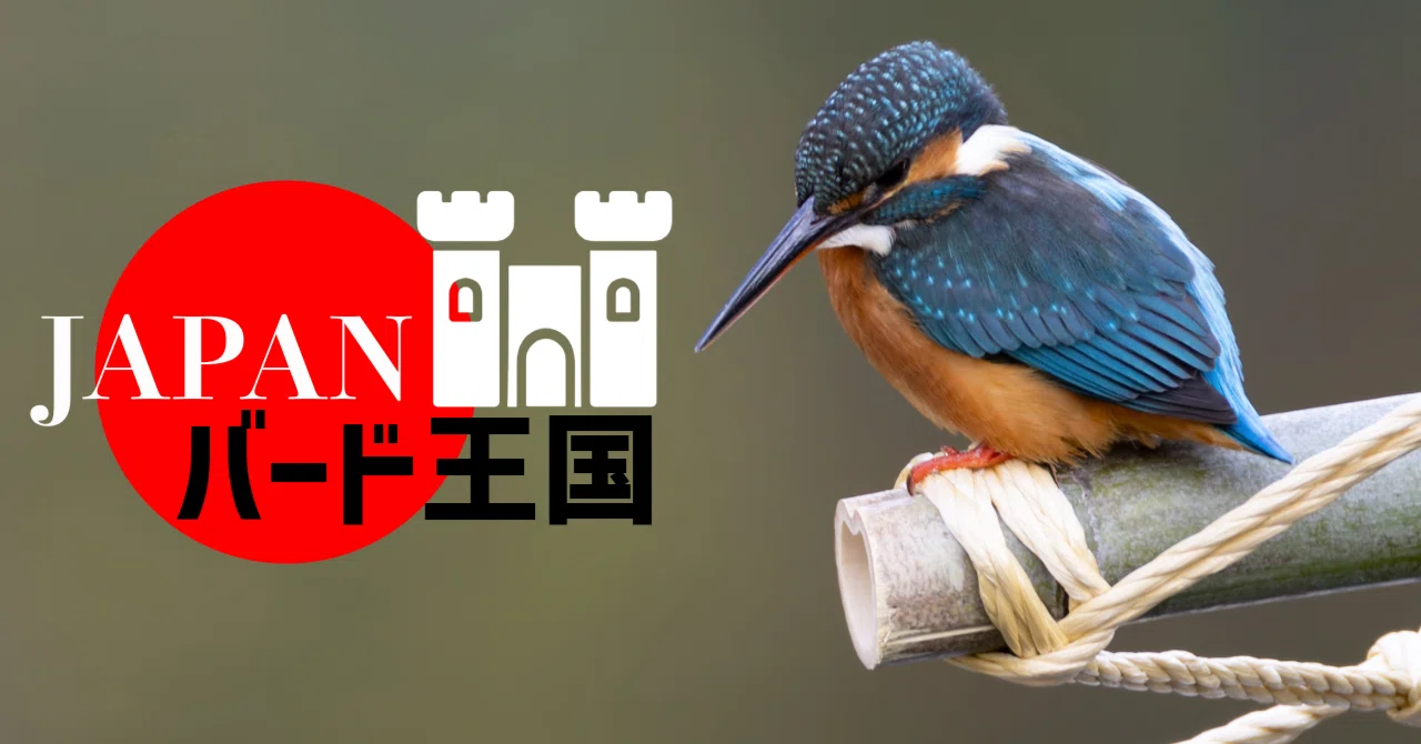 暇を持て余した王様がカワセミに大興奮【JAPANバード王国#1】｜東スポnote