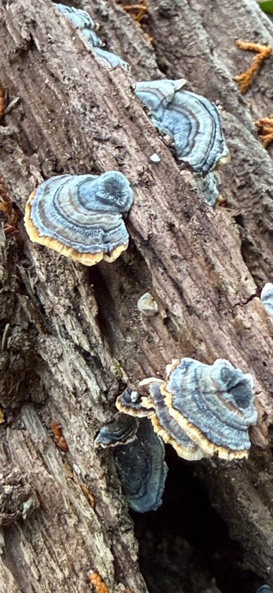 【1500グラム】カワラタケ＋巨大サルノコシカケ 1500グラム】カワラタケ＋巨大サルノコシカケ