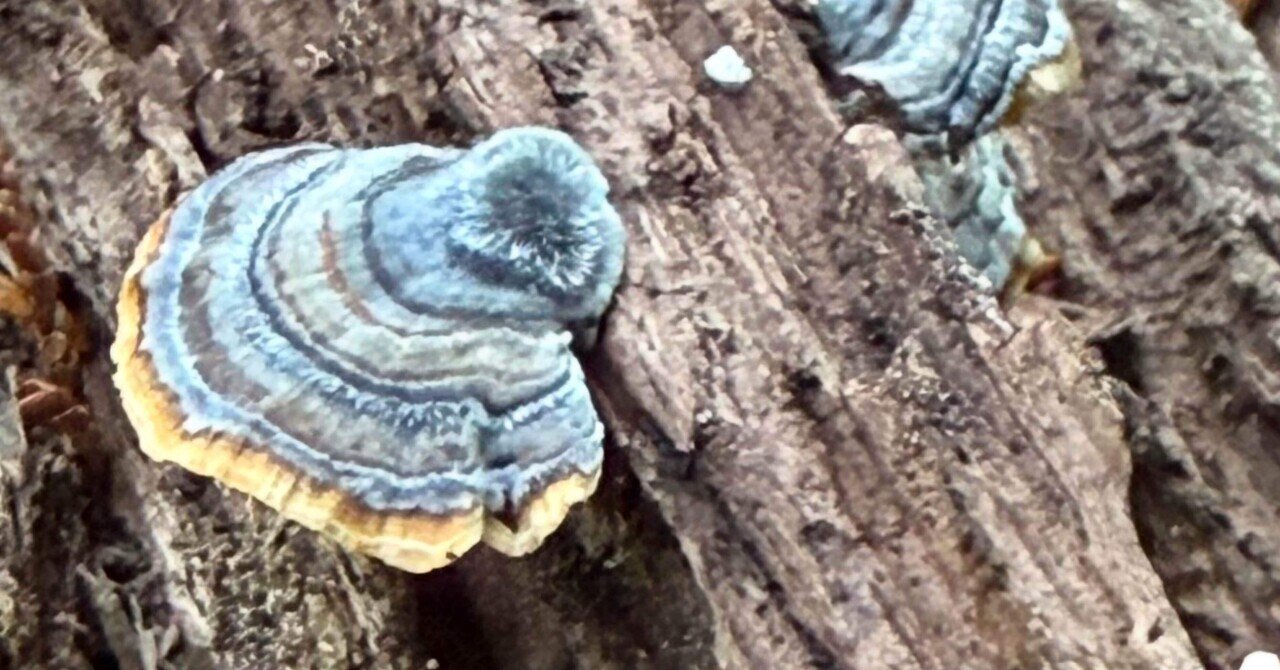 カワラタケ そこら辺で良く見かけるキノコ代表｜EGGSEED