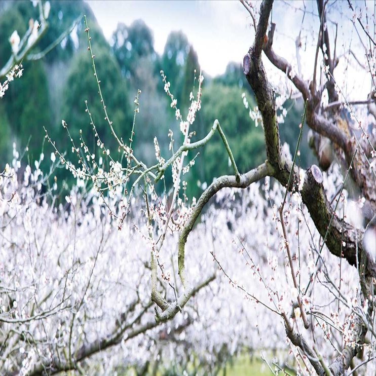 花の宴 梅まつり2025】滋賀の里山で梅を愛でながら春の訪れを寿ぐ（2