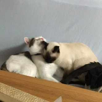 みけねこ Note
