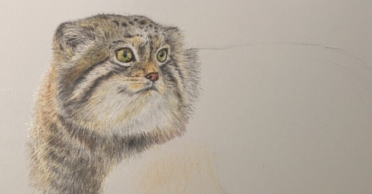 次の模写はマヌルネコだけど全然進まない｜みーみー