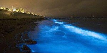 昼間赤潮だと 夜に夜光虫が光る可能性が高いんだそうです 赤潮は 奈良時代の古い文献にも記述がされており 必ずしも海が汚れたから発生する訳ではありません まるでcg 湘南の海が 天の川 になる日 直野隆一郎 Note