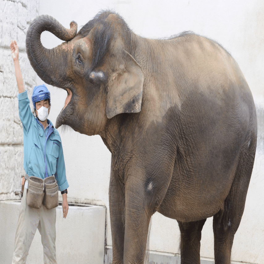 象ちゃん 楽天市場】スイス製 ZODIAC ゾディアック Super Sea Wolf シーウルフ