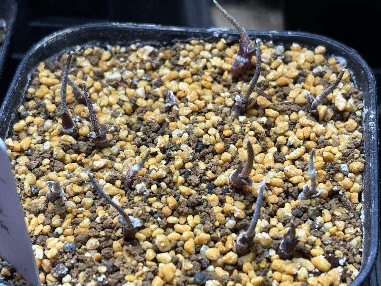 アストロフィツムカプトメデューサ実生④ 62〜164日目｜みーさぼ🌵🐰