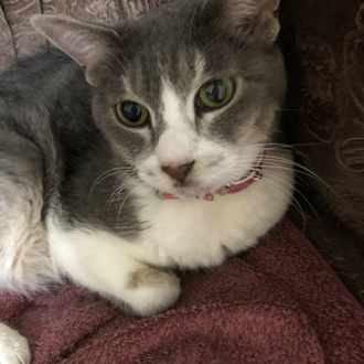 猫好き独身女性のあるある事情 みさと Note