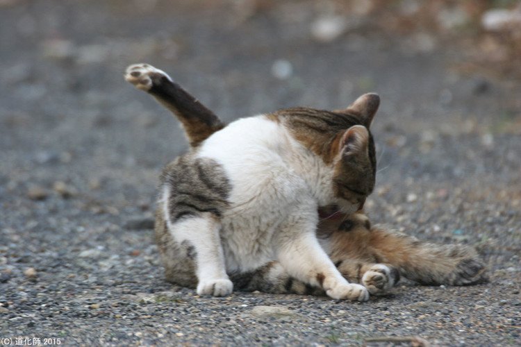 Stray cat 154  #Cat #ねこ #ネコ #猫 #yoga #ヨガ #photo #写真