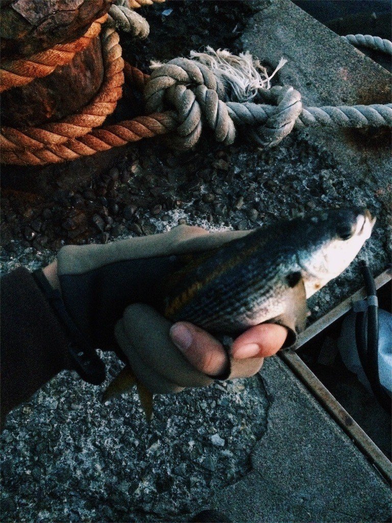 初島でレンタル釣り タカベが釣れる ヤマノヒツジ Note