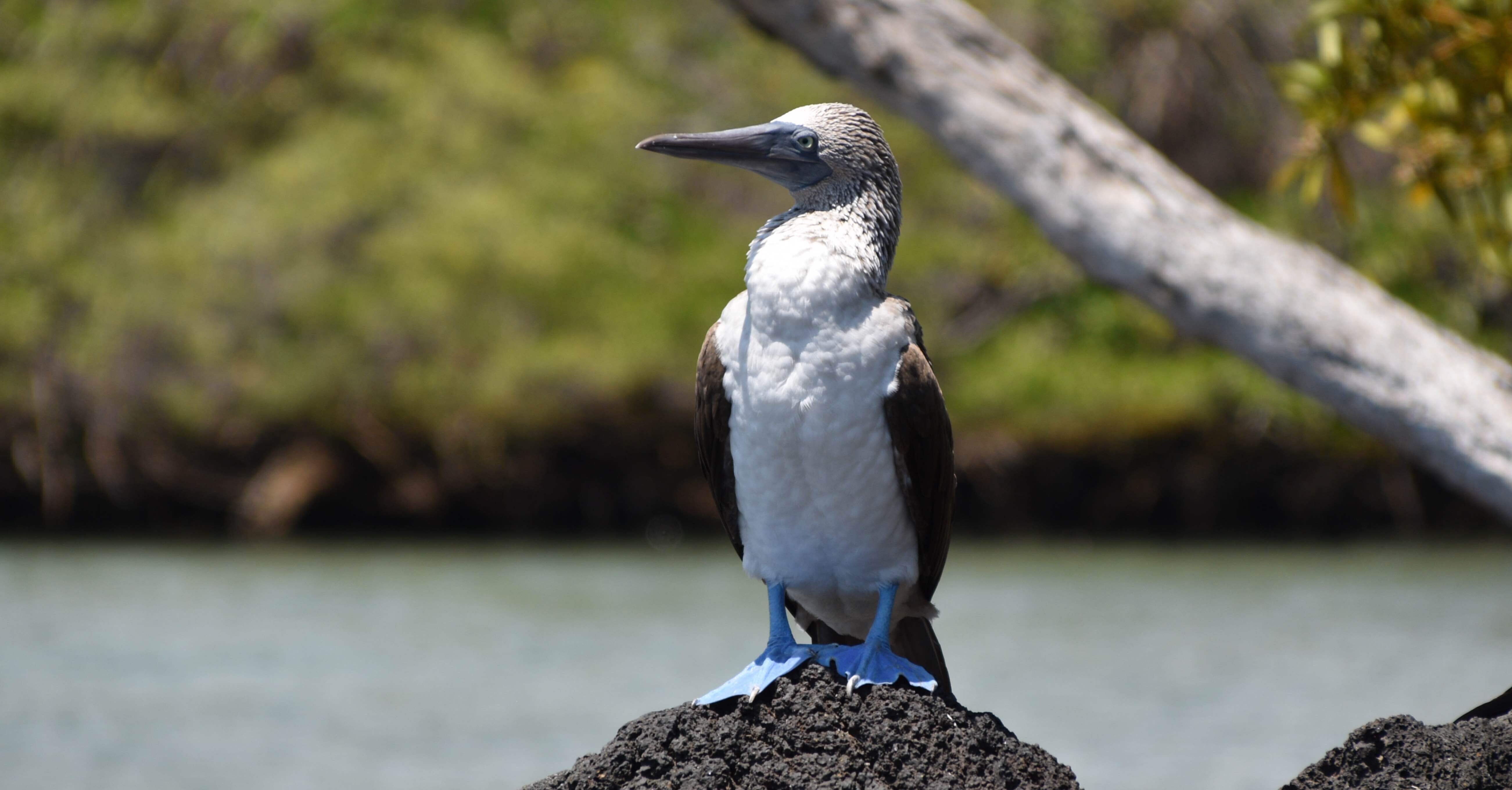 世界一周 day291【ガラパゴス諸島day③ フェリーでイザベラ島へ移動