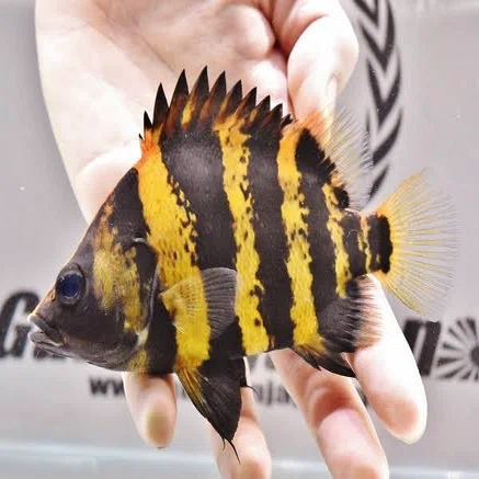 こだわり図鑑】大型魚の定番「ダトニオ」って何？｜水槽屋oAsis