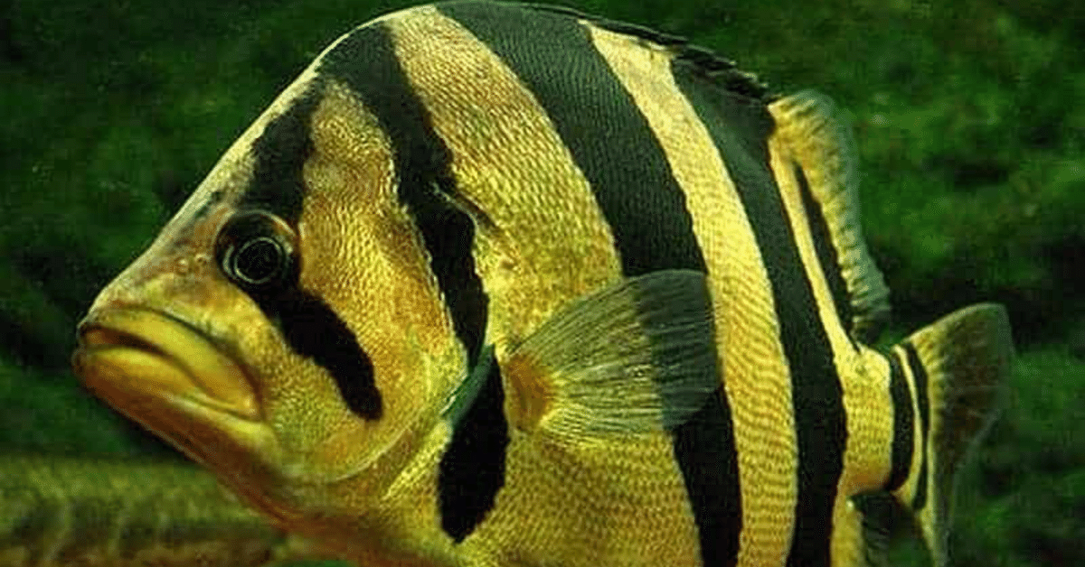 こだわり図鑑】大型魚の定番「ダトニオ」って何？｜水槽屋oAsis