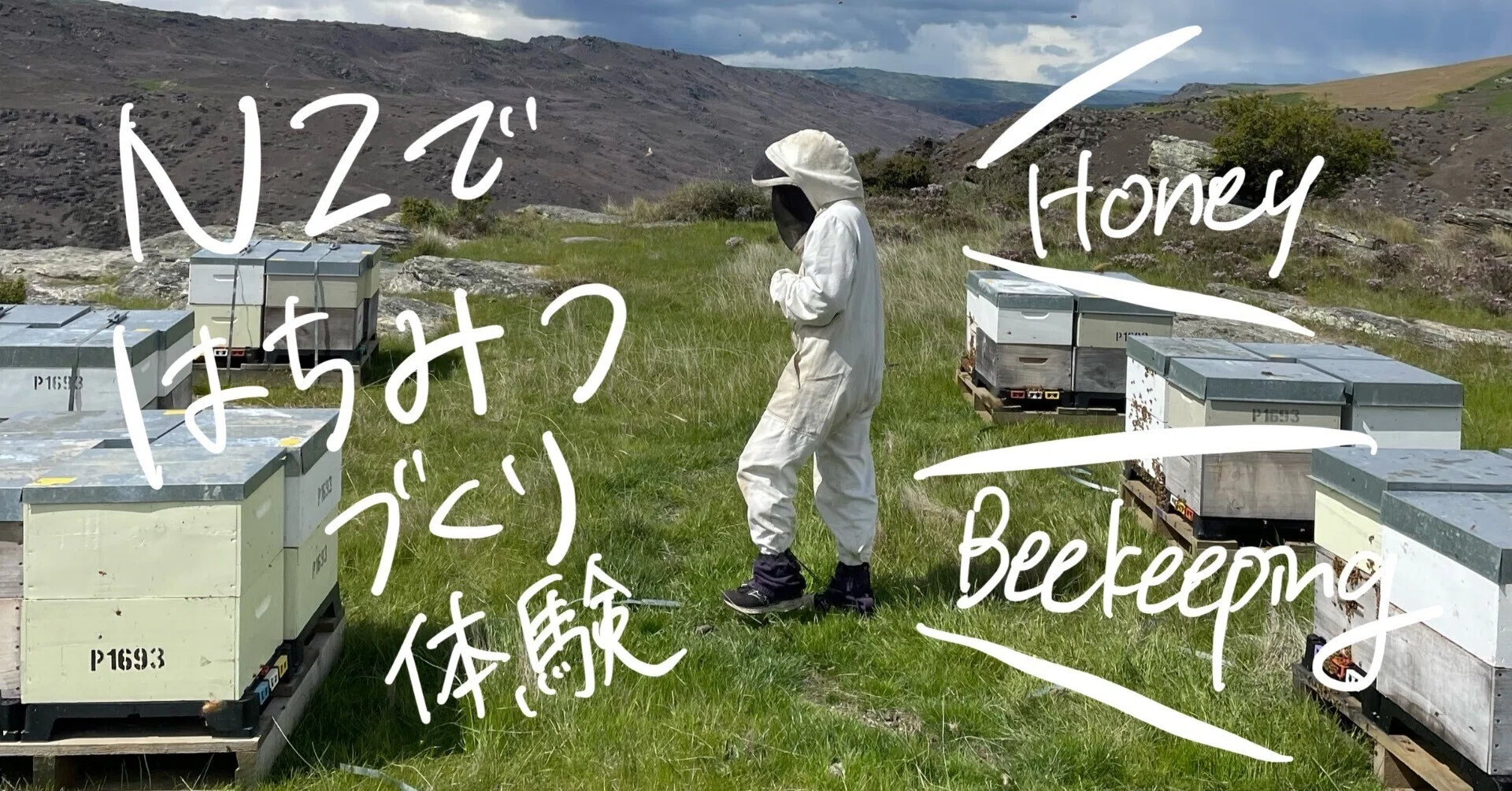 ニュージーランドでBeekeeping-はちみつ採集を学ぶ@Alexandra｜ここ