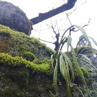 泣く というより 涙が排出される Moss Note