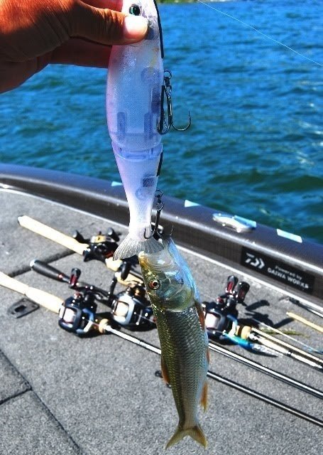 ハニタス　長谷川ピンクVer.2 FP限定長谷川ピンクVer.2との違い | 琵琶湖 バス釣り ガイド