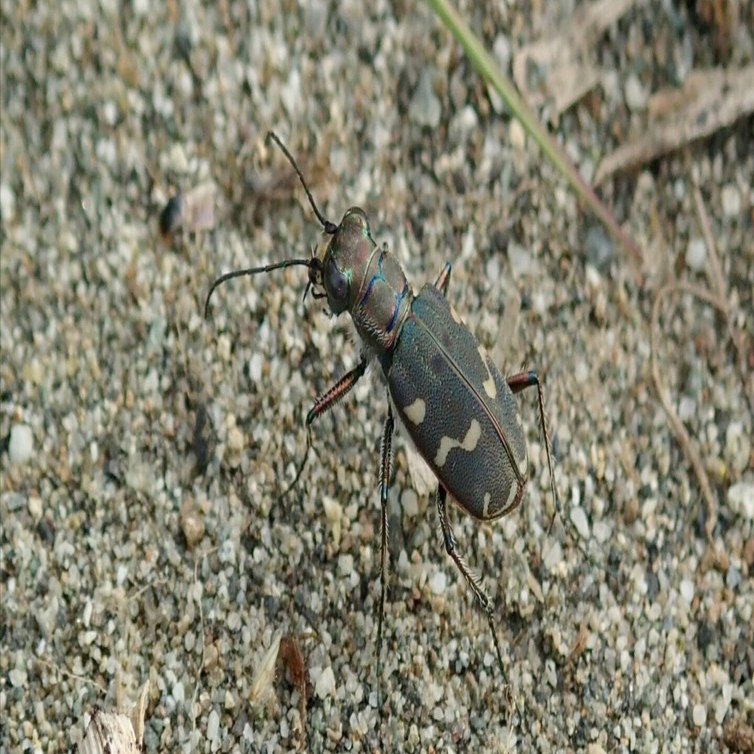 河原の砂地に生息する少々珍しい虫｜hydraenids