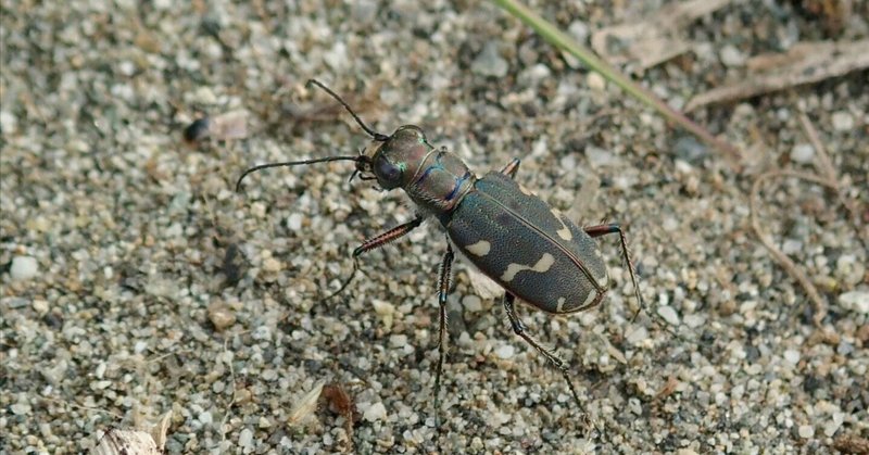 大人がハマる昆虫研究 - 相模川｜hydraenids｜note