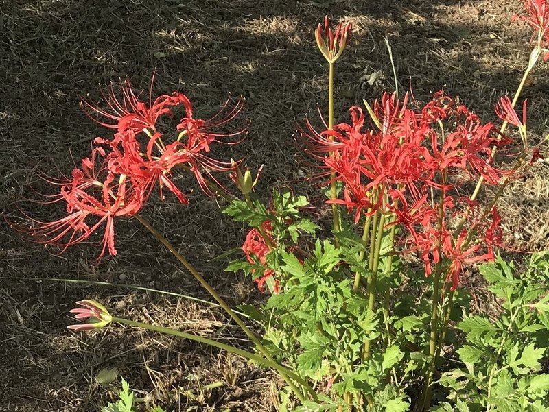 19年に出会えた景色４ 一年を振り返る花画像 晩夏の花編 悠冴紀 小説家 詩人 Note