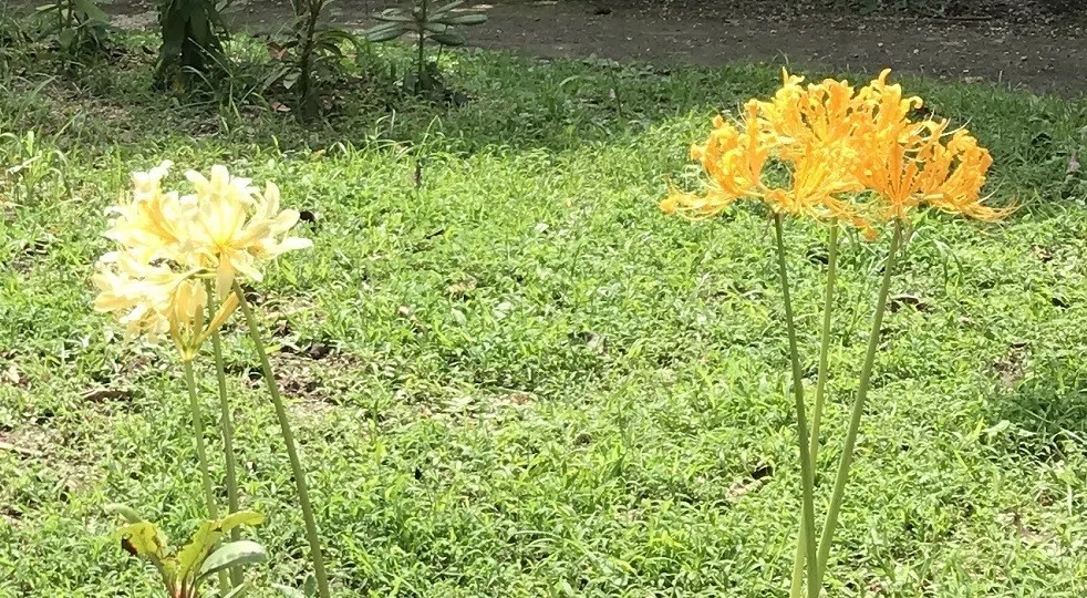 画像8