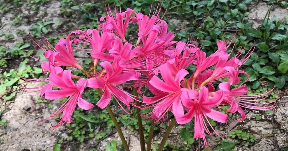 19年に出会えた景色4 一年を振り返る花画像 晩夏の花編 悠冴紀 小説家 詩人 Note
