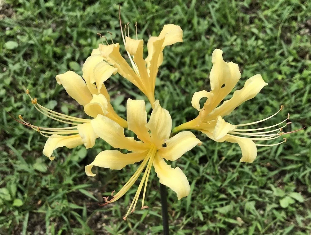 画像9