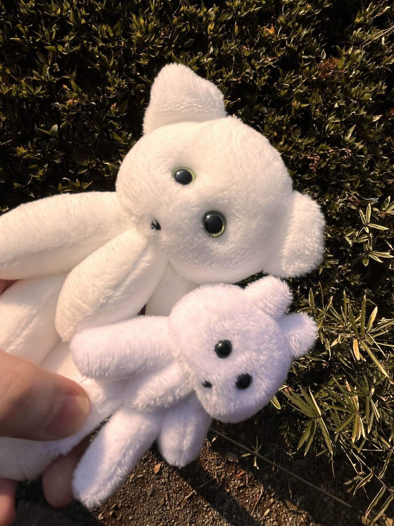 ぬいぐるみと目が合うとき｜shimabou