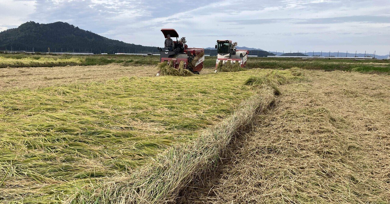 備蓄米放出のニュースについて｜畑山千弥