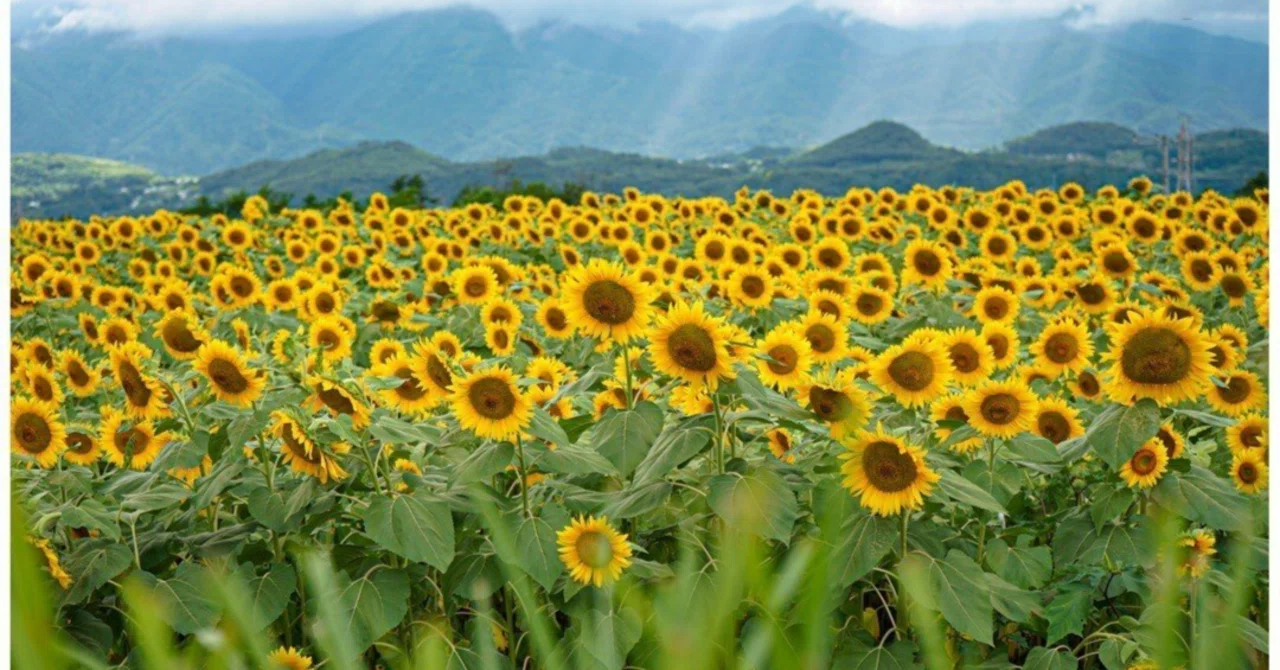 小説『Yellow』（10）｜米村エマ子