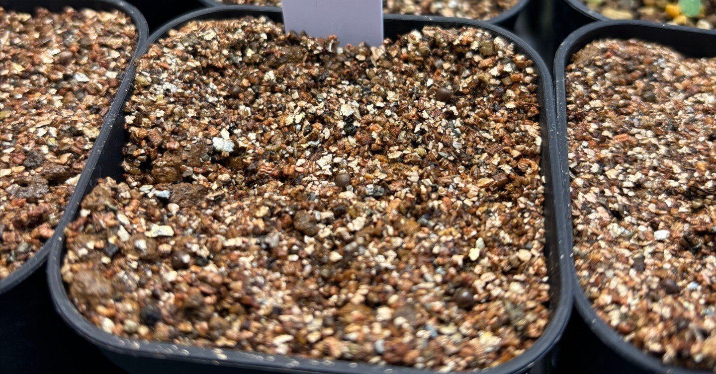 記録]オベサ27の成長記録（自家採取・実生兄弟編）｜園芸バタフライ