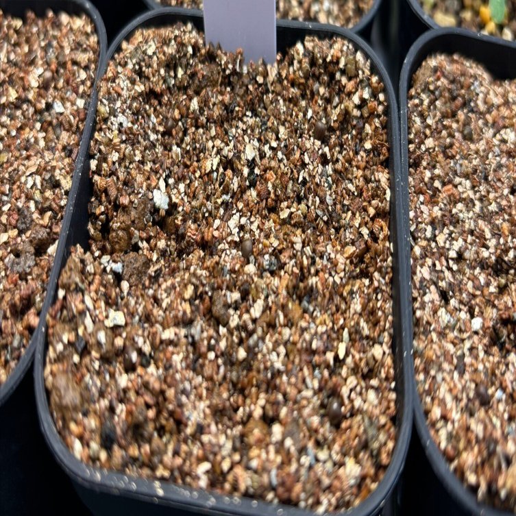 記録]オベサ27の成長記録（自家採取・実生兄弟編）｜園芸バタフライ