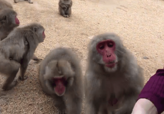 私とお猿と崖と｜しりひとみ