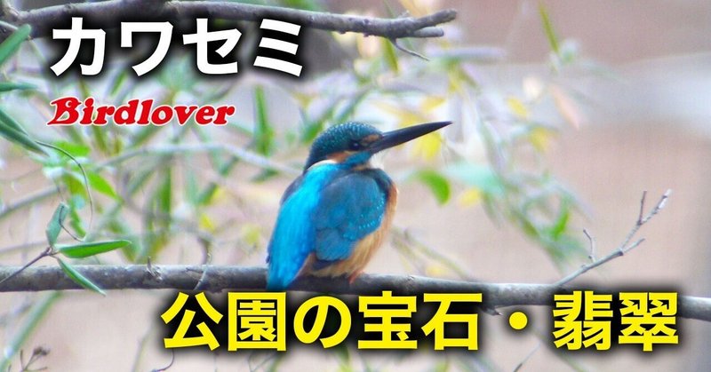 用水路の風景、カワセミ