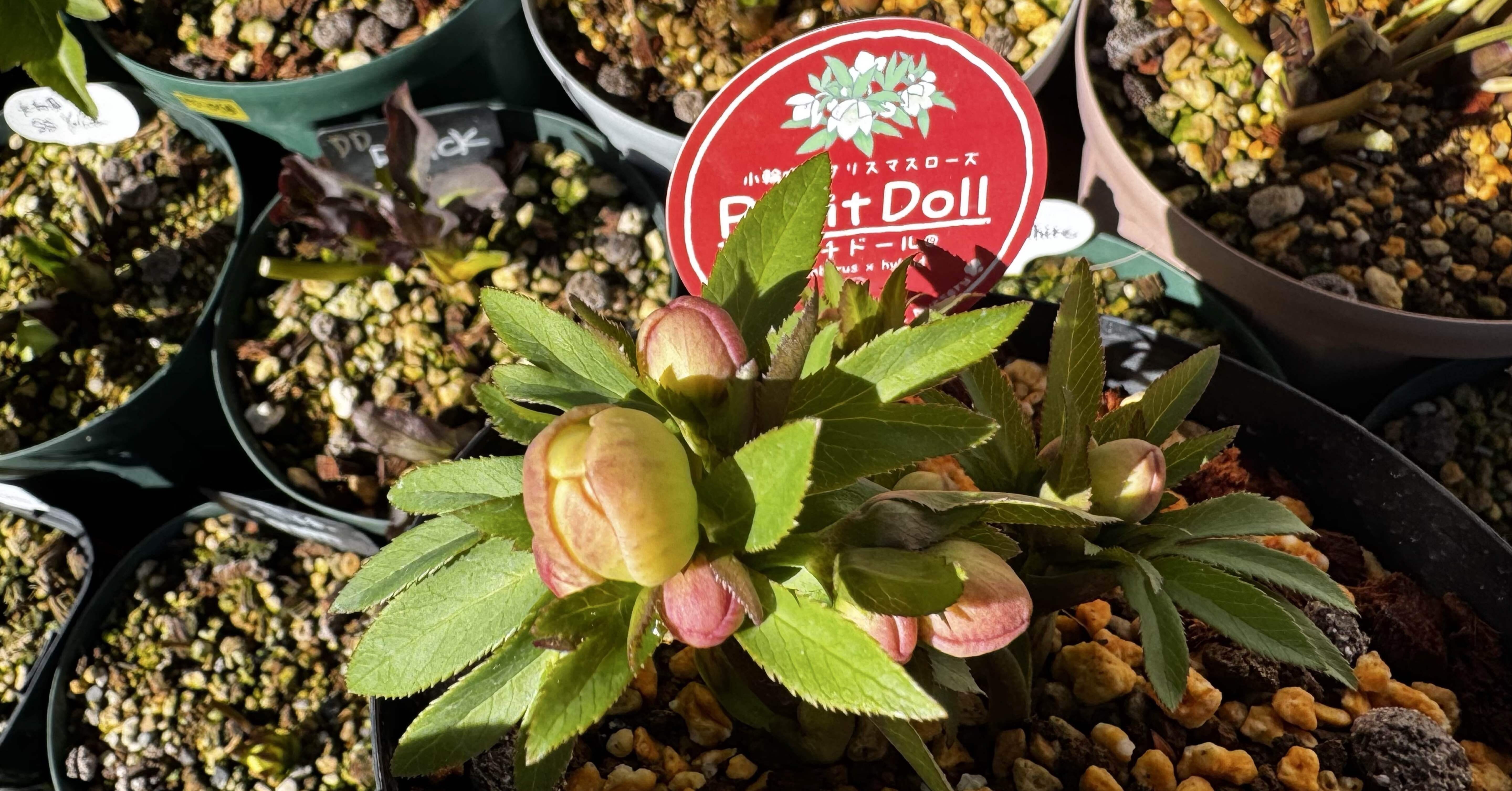 クリスマスローズの開花が遅れております｜服部スコップ