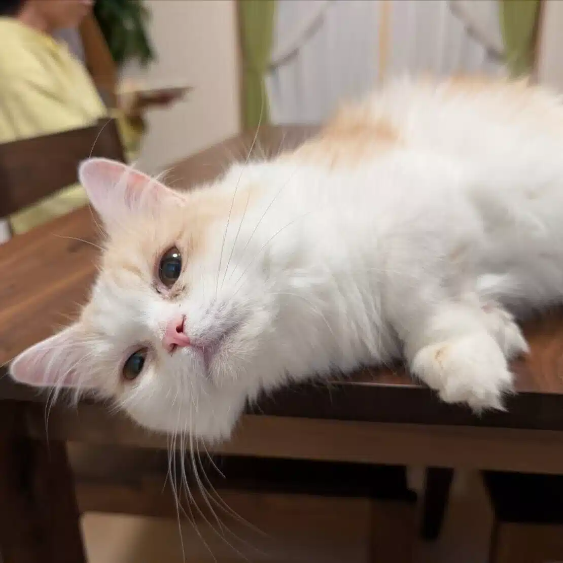 多動性あき