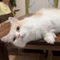 多動性あき