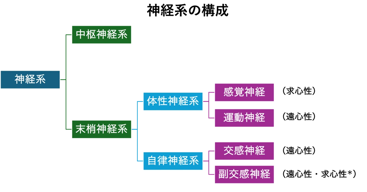 神経系の構成|つかれのーと