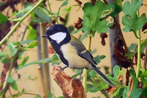 名鳥 第2311回 まだいる面白い英名の鳥 ⑵｜翆野 大地