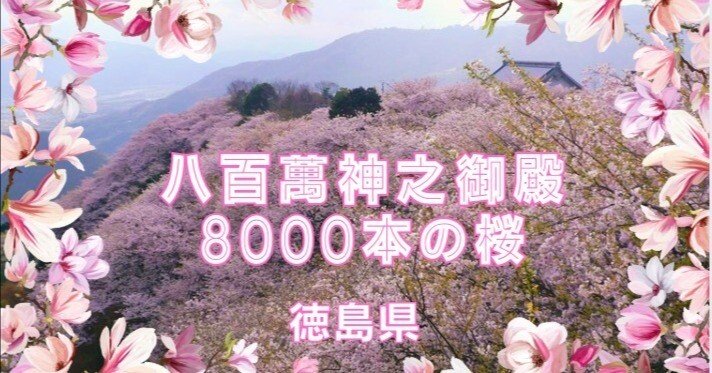 8000本の桜の山【八百萬神之御殿】徳島県・桜の花見が今年は中止との