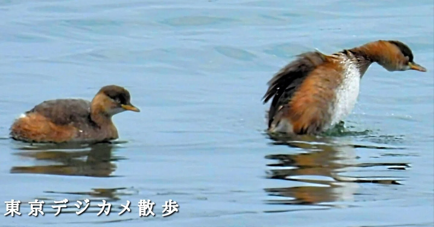 野鳥たちのいる風景 2025.01.25 sat. 東京都江戸川区。｜michio